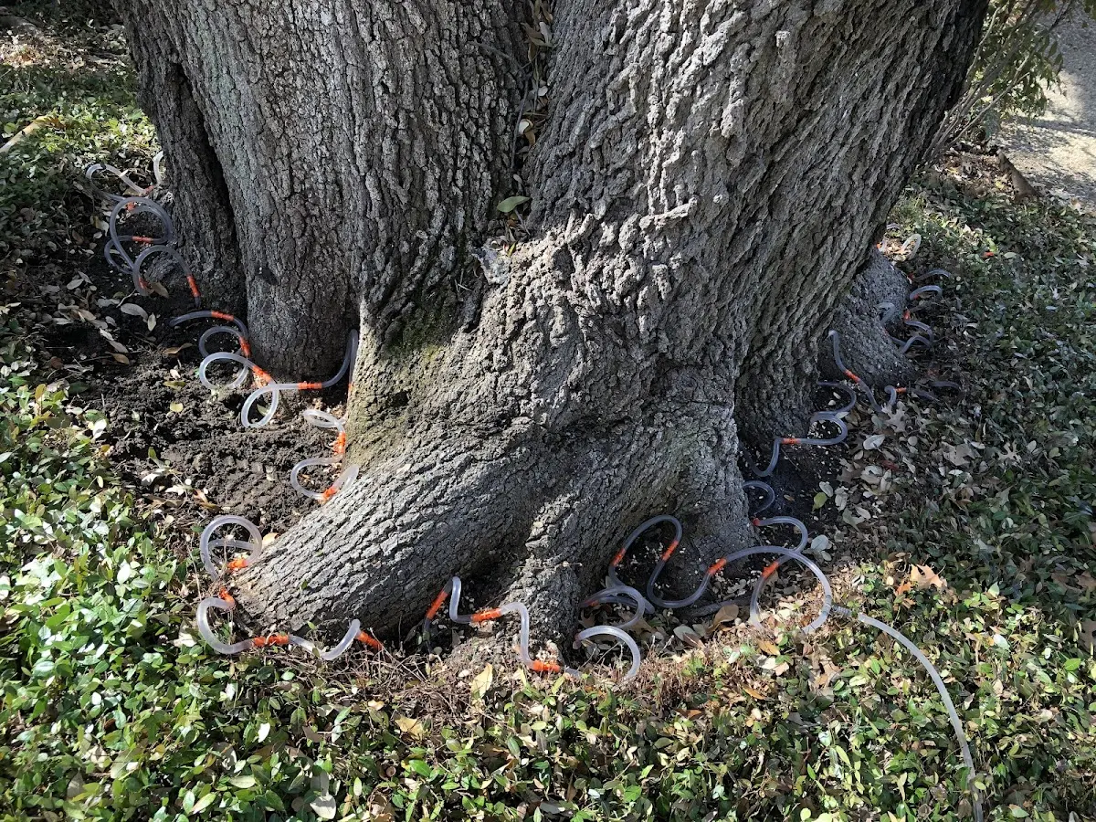 Detailed Tree Cabling and Bracing job site in Fraser