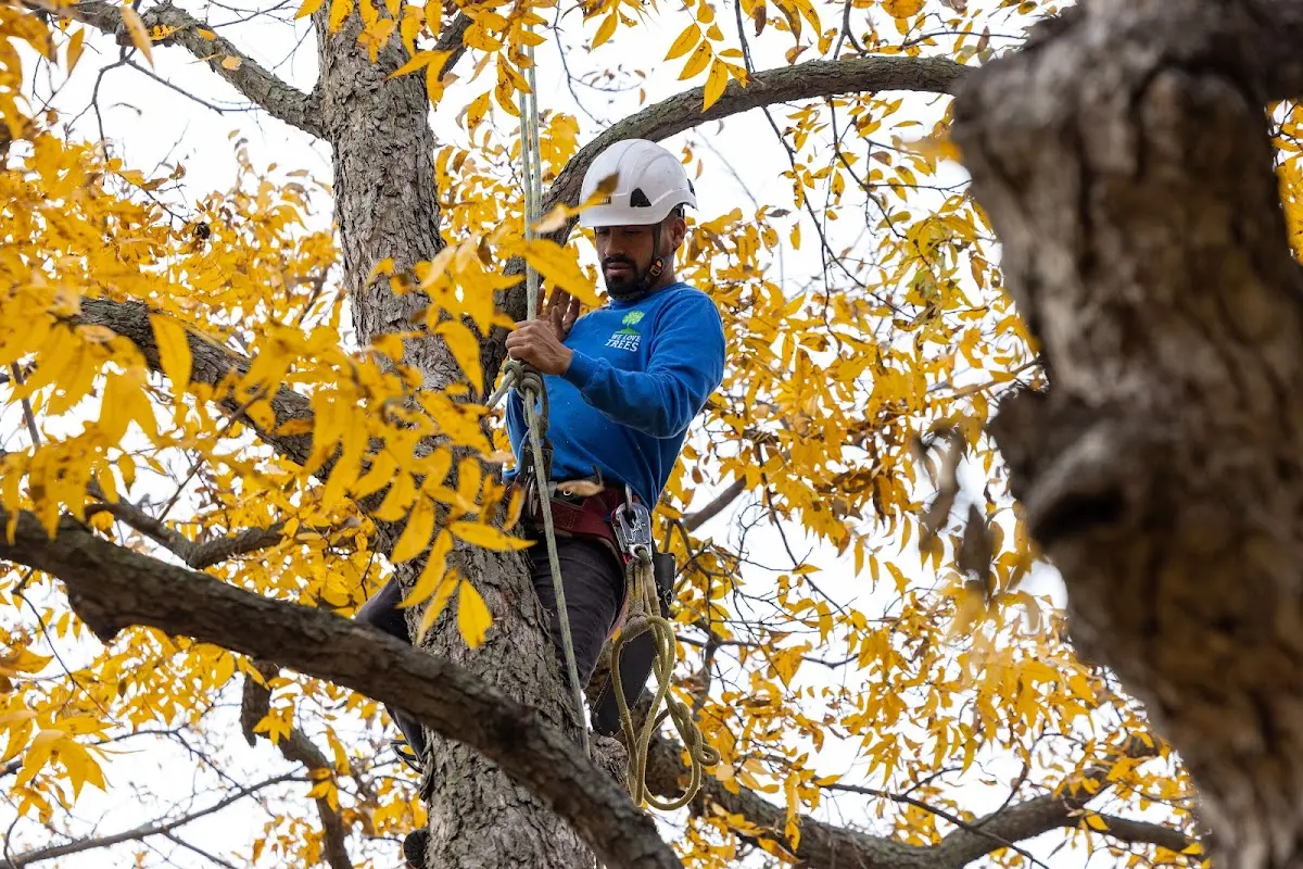 Skilled Tree Pruning crew working in Fraser